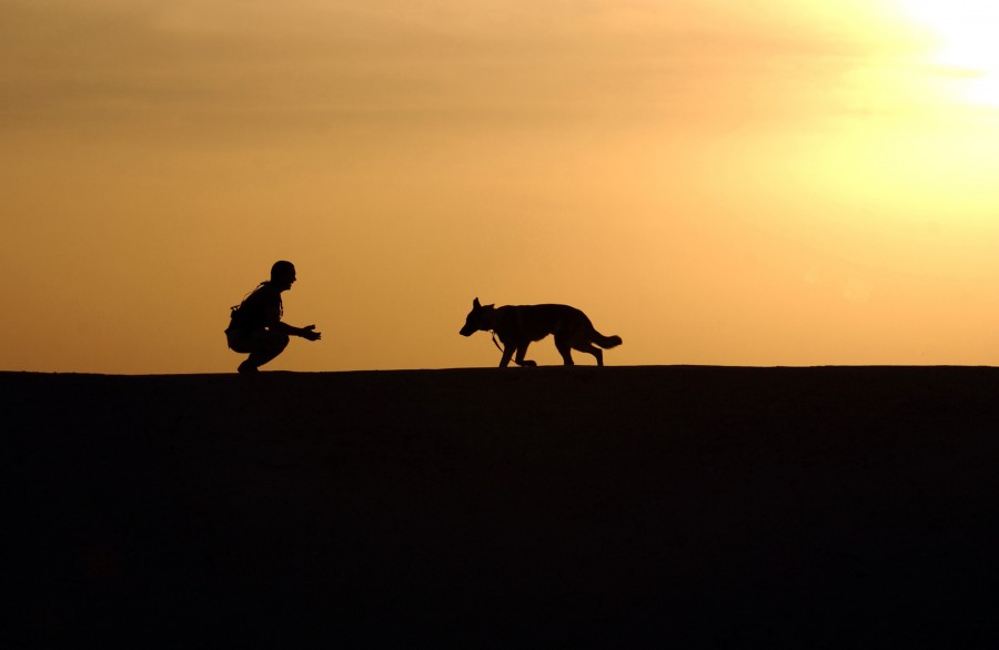fidelidad, reencuentro, amistad, perro, mascota, una persona, gente, hombre, atardecer, ocaso, puesta de sol, concepto, llegada, llegar, amor, felicidad, 