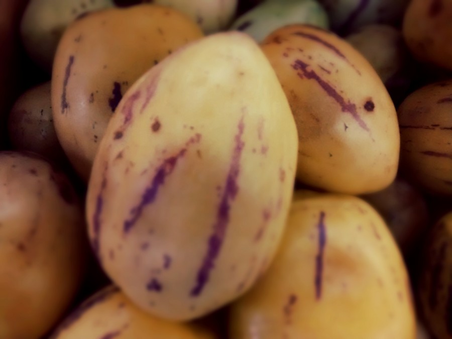 Melon Pepino, frutas, tropical, ecuador, america, latino, latina, 