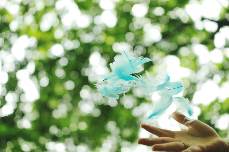 pluma, plumas, mujer, naturaleza, livano, flotar, flotando, verde, color, colores, manos, Concepto, 