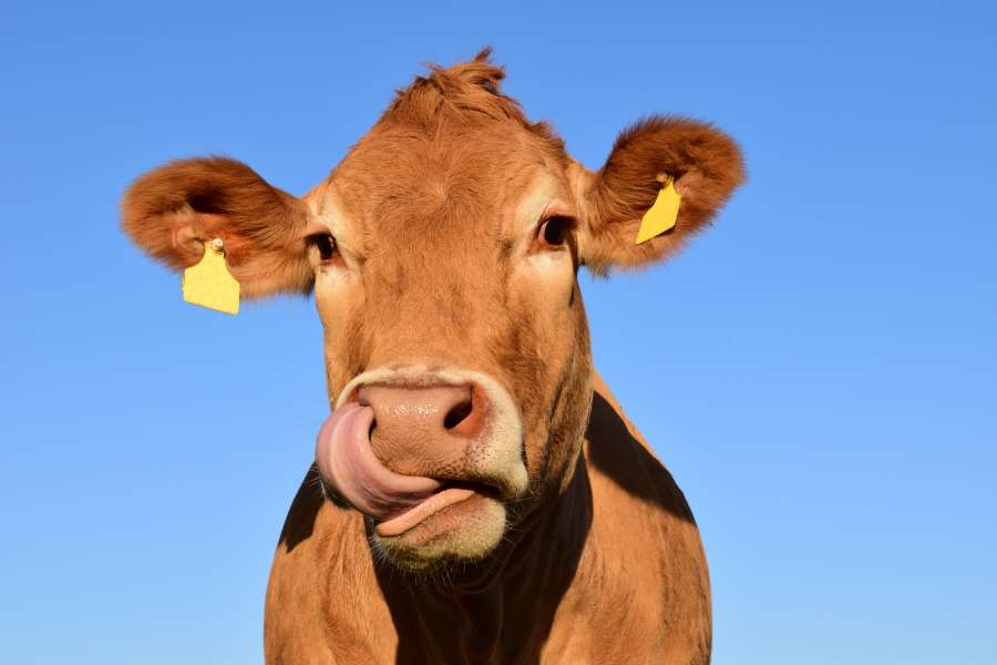 vaca feliz granja, vaca feliz, vaca, feliz, animal, azul, marrón, vacas, granja, leche, montenegro, cielo, soleado, blanco