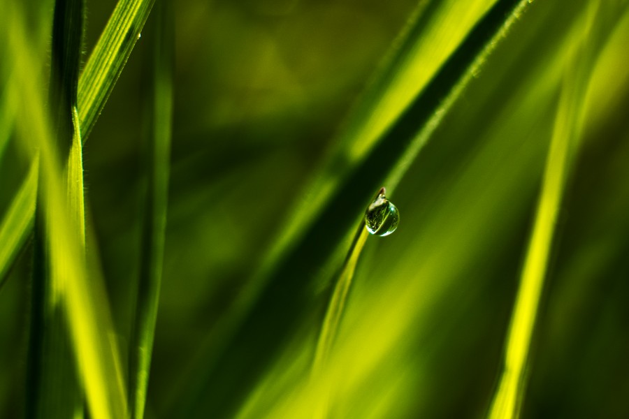 gota, gota de agua, pasto,verde, naturaleza, fondo, background, 