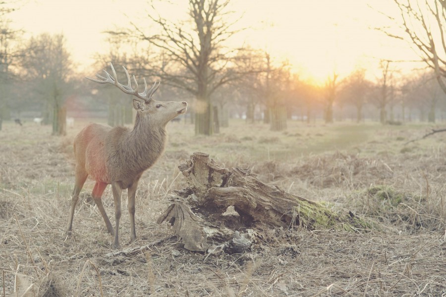 animales venado, ciervo, salvaje, idilico, atardecer, paisaje, naturaleza, animales, atardecer, 