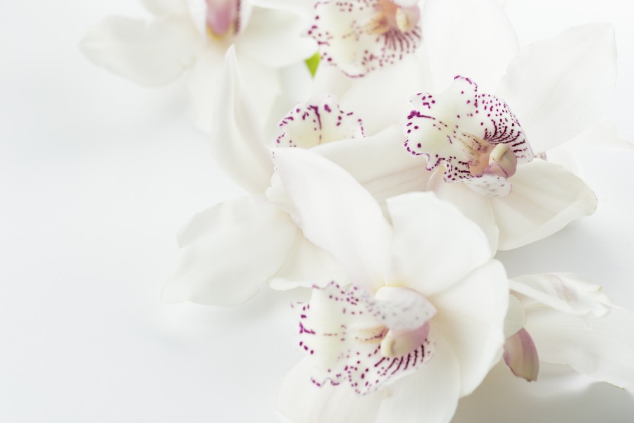 flor, flores, petalo, detalle, blanco, primer plano, fondo, textura, naturaleza, 