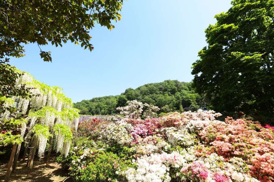bulevar, bulevares, flor, flores, japón, pétalo, pétalos, planta, plantas, tokio, árboles