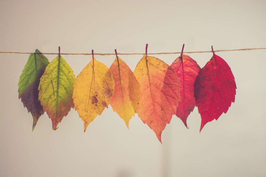 Color, Hoja, Otoño, Colgante, Línea, Espectro, Verde, Rojo, Naranja, Color, Hoja, Fondos de pantalla hd, fondos de pantalla 