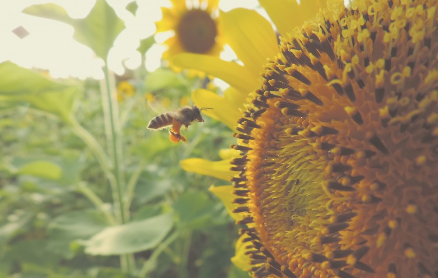 girasol, primer plano, detalle, abeja, naturaleza, insecto, polen, jardin, amarillo, 