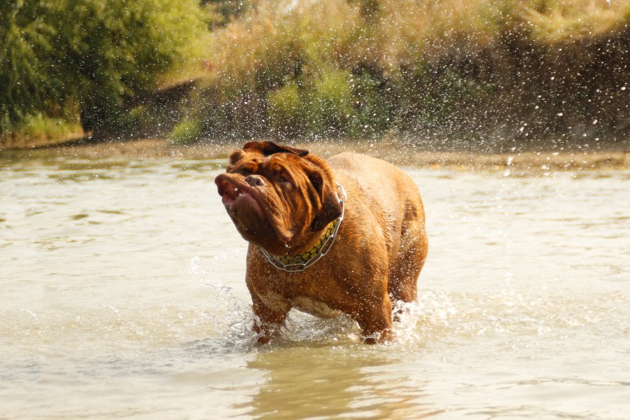 burdeos, perro, dogo, agua, fangoso, lago, baño, cachorro, naturaleza, rio, , mastin, animales joven, mojado, nadar, feliz, verano, lindo, divertido, juego, mascota, jugueton, 