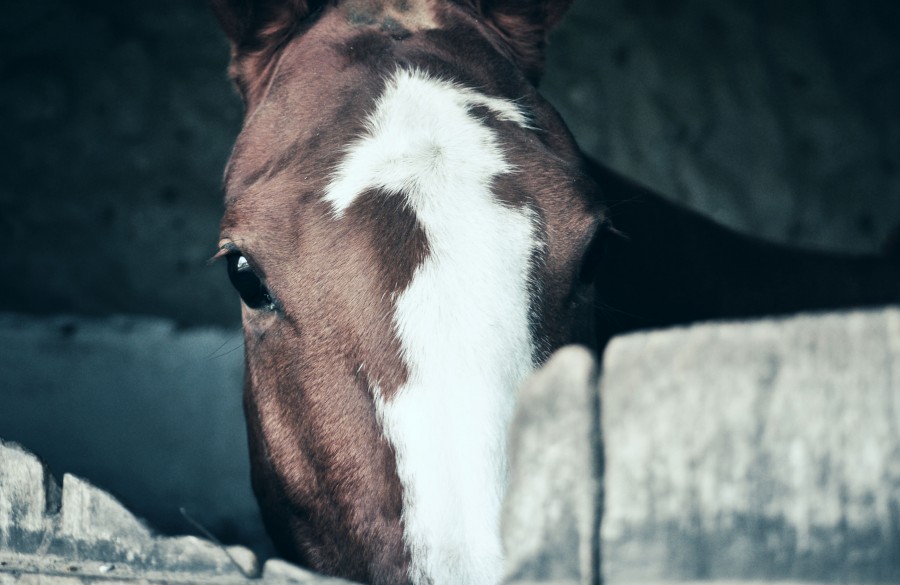 caballo, establo, mirada, marrón, mancha, blanca, ojos negros, montura, cabalgadura, caballería, caballo, yegua, asno, mula, bestia, cuadrúpedo, jaca, jaco, mulo, potro, rocinante, trotón, corcel, jamelgo, penco, rocín, matalón, bayo, ruano, percherón