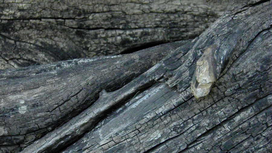 Textura, Texturas, Tronco, Arbol, Corteza
