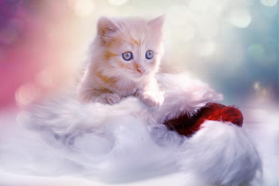 gatito, bebé de gato, animales jóvenes, agresivo, caza, gato, pieles, encantadora, animales, carnívoros, lindo, esponjoso, cabello, bebé, mamífero, pata, mascotas, juguetón, retrato, pura sangre, pequeños, curioso, querido , fotos gratis,  imágenes gratis, Gato doméstico, Cabeza de animales Retrato, Gato melado, Monada, Gatito, Animales, Fotografía, Mirando a la cámara, Animal doméstico, Animal joven, Color, Día, Horizontal, Interior, Mascota, Nadie, Ojo de Animales, Parte del cuerpo animales Temas de animales, Un animales adorable, tierno, mascota, peludo, melena, colores, pelos, rayas, felino, minino, micifuz, michino, madrileño, felido, gatuno, fondos de pantalla hd, fondos de pantalla 4k, resolucion 4k, salvapantalla, fondo bokeh, desenfocado, ternura, amor, tierno, ojos celestes, fondos de pantalla hd, fondos de pantalla 4k, resolucion 4k, salvapantalla