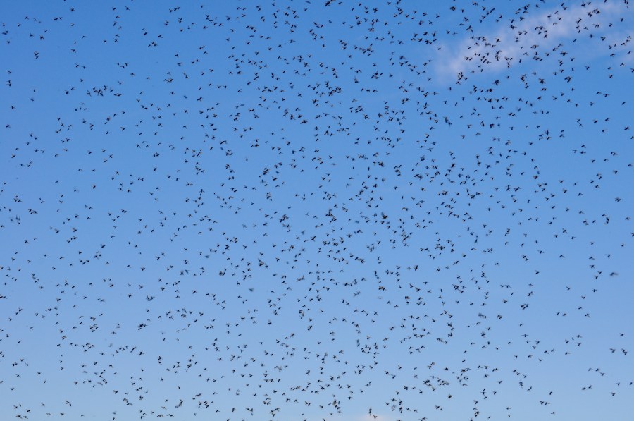 Plaga, Insecto, Insectos, Hormiga, Voladora, Mucho, Muchos, Naturaleza, 
