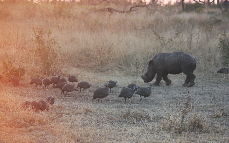 animales salvaje, rinoceronte, africa, llanura, grande, cuerno, 