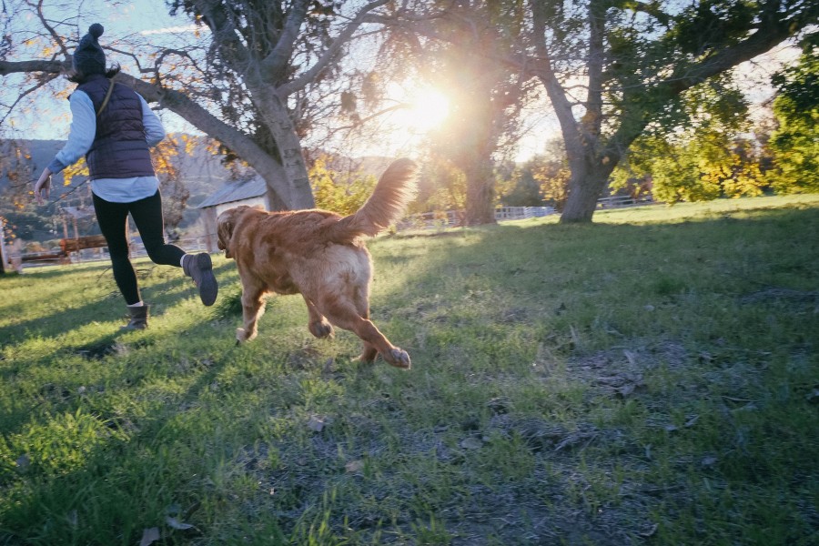 perro, mascota, golden, retriever, mujer, una persona, gente, exterior, correr, running, actividad, atardecer, parque, aire libre, leisure, deportes, 