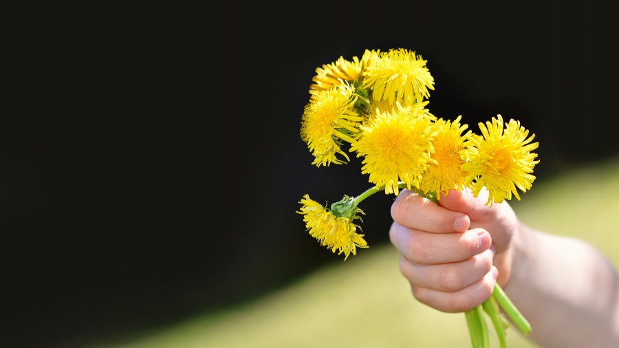 ramo de flores, ramo, amarillo, margarita, hombre, manos, regalo, 