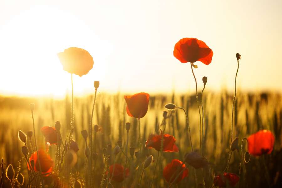 naturaleza, verano, campo, rojo, paisaje, prado, flor, salvaje, puesta de sol, primavera, verde, planta, luz de sol, amapola, flor, cielo, natural, fondo, temporada, rural, hermoso, jardín, belleza, floral, campo, florecer, sol, color, agricultura, flora, amanecer, soleado, azul, al aire libre, idílico, hoja, Amapolas, pétalo, ligero, tierra, escena, sol, vástago, tranquilo, granja, crecer, vistoso, al aire libre, ambiente
