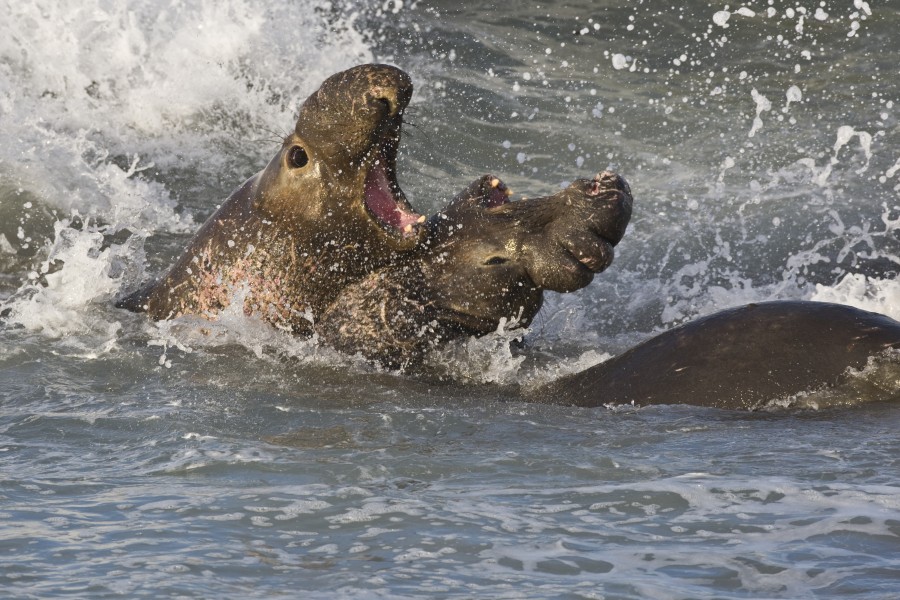 elefante marino, pelea, macho, machos, lucha, marino, mar, costa, estados unidos, california, 