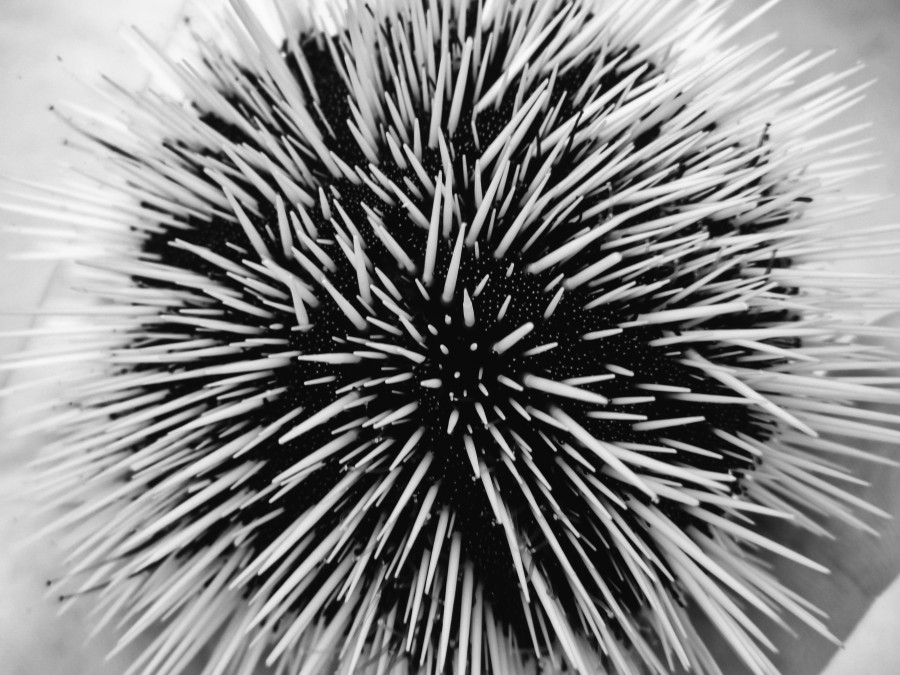 Abstracto, blanco y negro, animales, mar, formas,erizo, pua, puas,