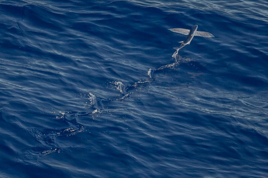 Exocoetidae, pez volador, pez, oceano, mar, agua, marino, fauna, volar, naturaleza, 