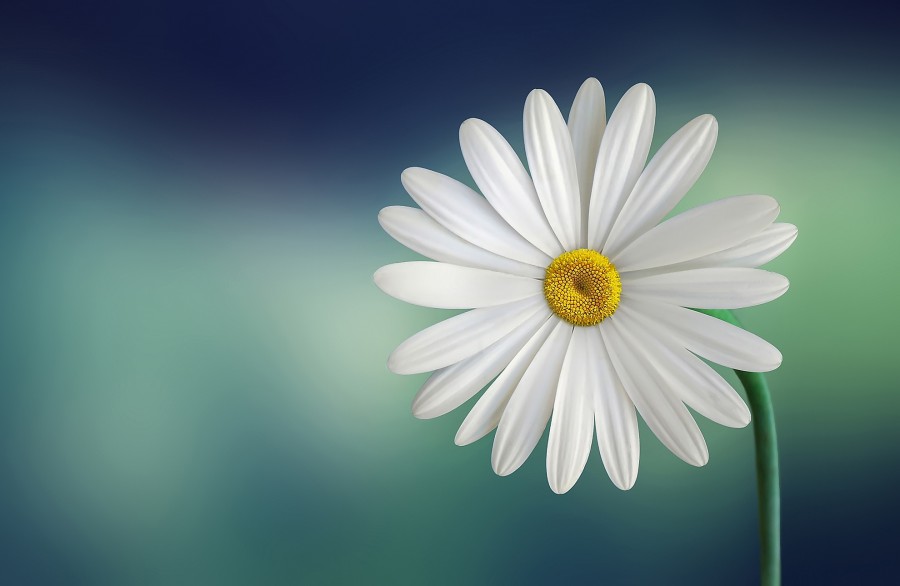 margarita, flor, petalo, petalos, naturaleza, primer plano, primavera, uno, blanco, 