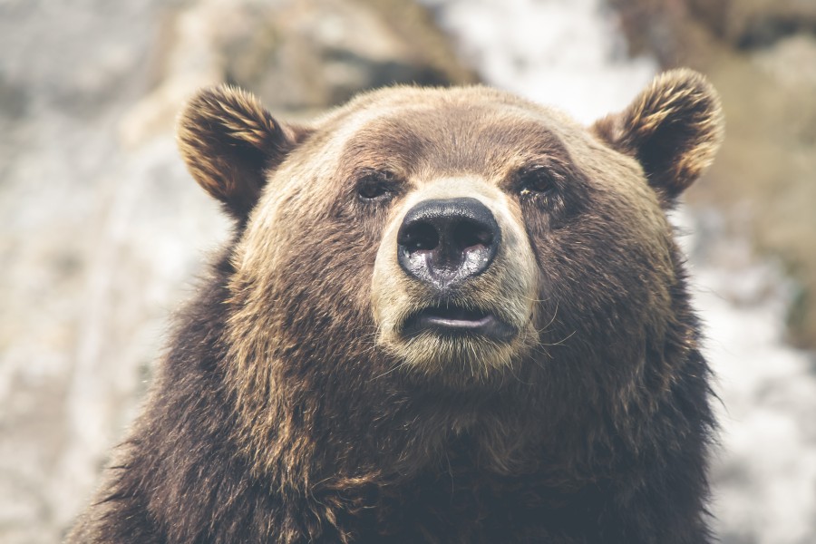 oso, animales salvaje, marron, fauna, pardo, mamifero, 