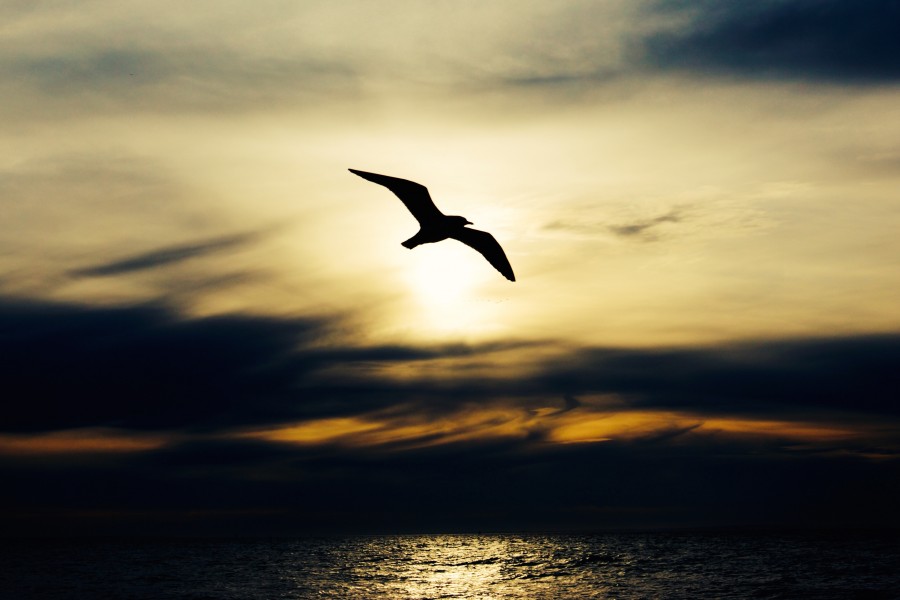 pajaro, ave, paisaje, nadie, cielo, atardecer, ocaso, puesta de sol, costa, mar, playa, gaviota, 