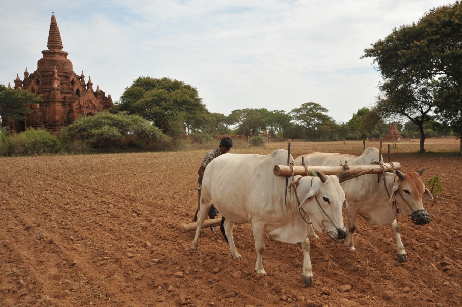 vaca, vacas, sagrado, arado, agricultura, india, templo, paisaje, asia, 
