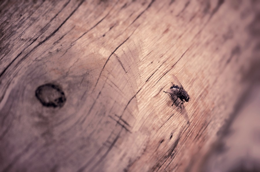 Mosca, Tronco, Insecto