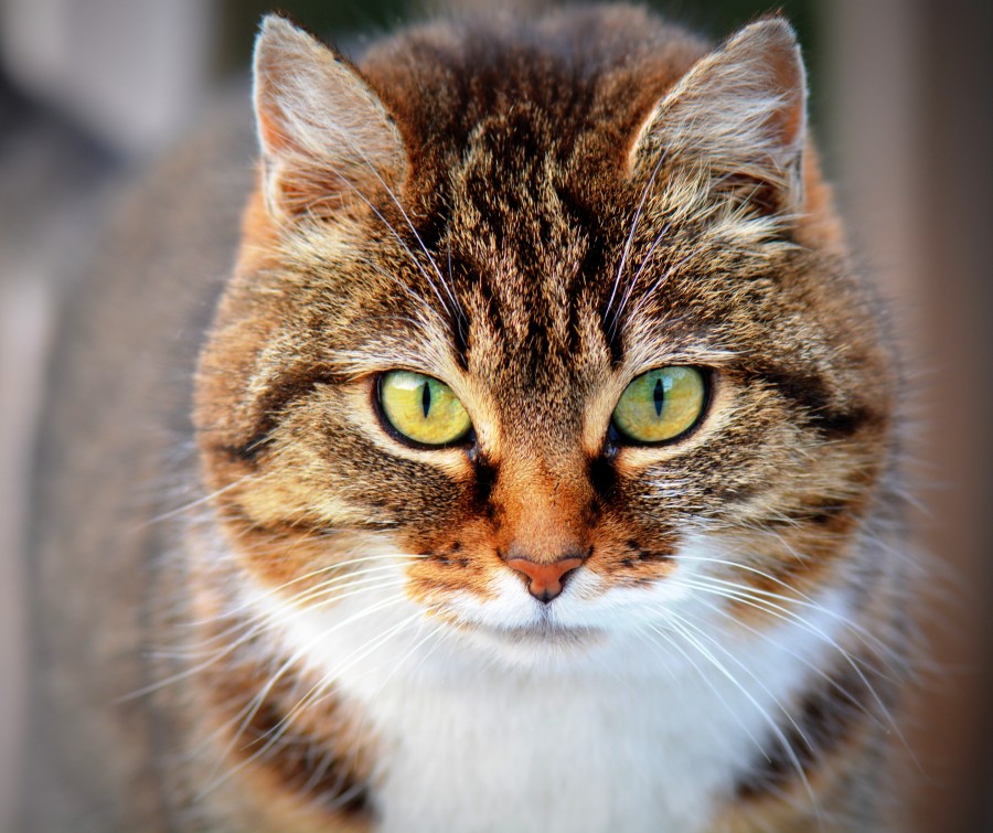gatito, bebé de gato, animales jóvenes, agresivo, caza, gato, pieles, encantadora, animales, carnívoros, lindo, esponjoso, cabello, bebé, mamífero, pata, mascotas, juguetón, retrato, pura sangre, pequeños, curioso, querido , fotos gratis,  imágenes gratis, Gato doméstico, Cabeza de animales Retrato, Gato melado, Monada, Gatito, Animales, Fotografía, Mirando a la cámara, Animal doméstico, Animal joven, Color, Día, Horizontal, Interior, Mascota, Nadie, Ojo de Animales, Parte del cuerpo animales Temas de animales, Un animales adorable, tierno, mascota, peludo, melena, colores, pelos, rayas, felino, minino, micifuz, michino, madrileño, felido, gatuno
