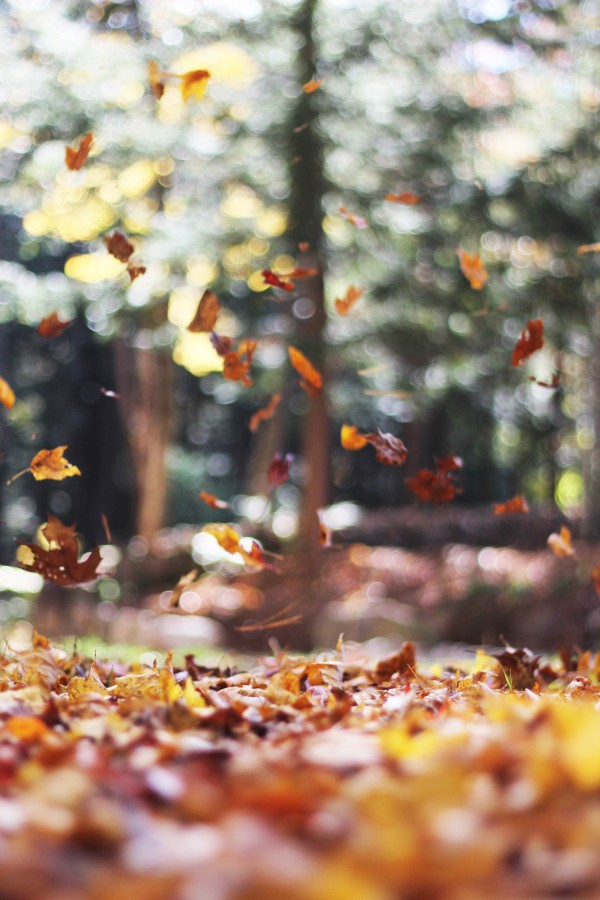 jardin, nadie, aire libre, dia, exterior, hoja, hojas, seco, viento, otoo, otoal, blur, 