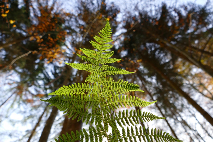 helecho, planta, verde, bosque, crecer, naturaleza, paisaje, detalle, 