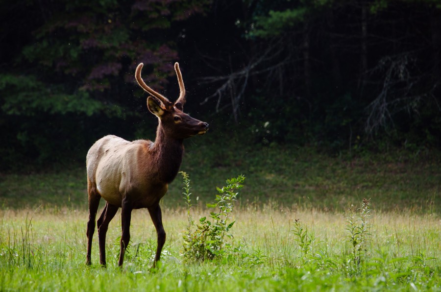 venado, animales salvaje, uno, primer plano, cuernos, fondos de pantalla hd, fondos de pantalla 4k
