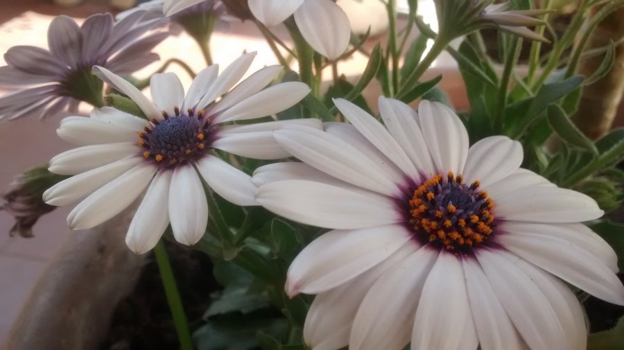 Flor, flores, gerberas,jardin,maseta