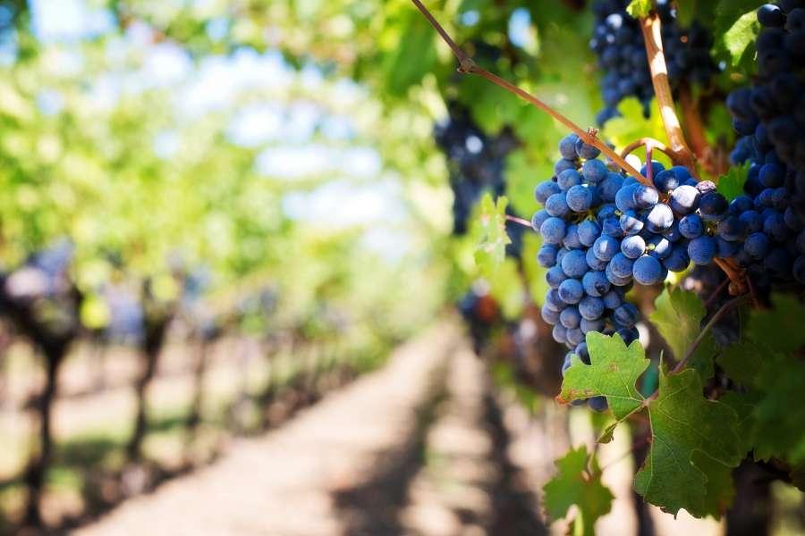 verde de la granja, campo, campo de arándanos, arándanos frescos, arándanos, rama, granja, campo, fresco, verde, maduro, agricultura, fondo, baya, floración, azul, arbustos, negocios, primer plano, cultivo, cultivo, día, temprano