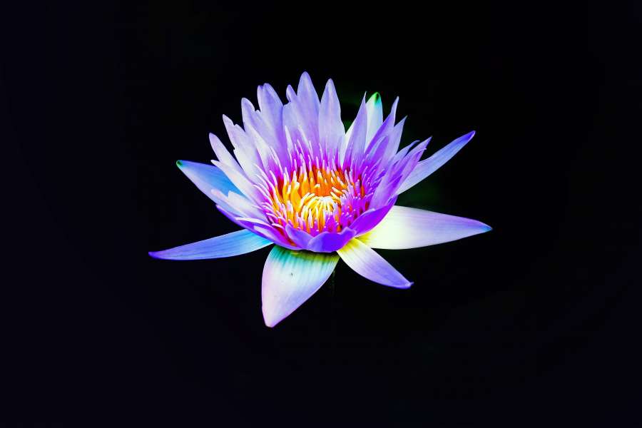 Flor, lirio, papel pintado, fondos de escritorio, flor fondos de pantalla, fondo de escritorio, fondos de escritorio, fondos, fondo de pantalla  asombroso, fondo de la flor, fondo floral, flora, fondo de pantalla hd , fondo de pantalla 4k 