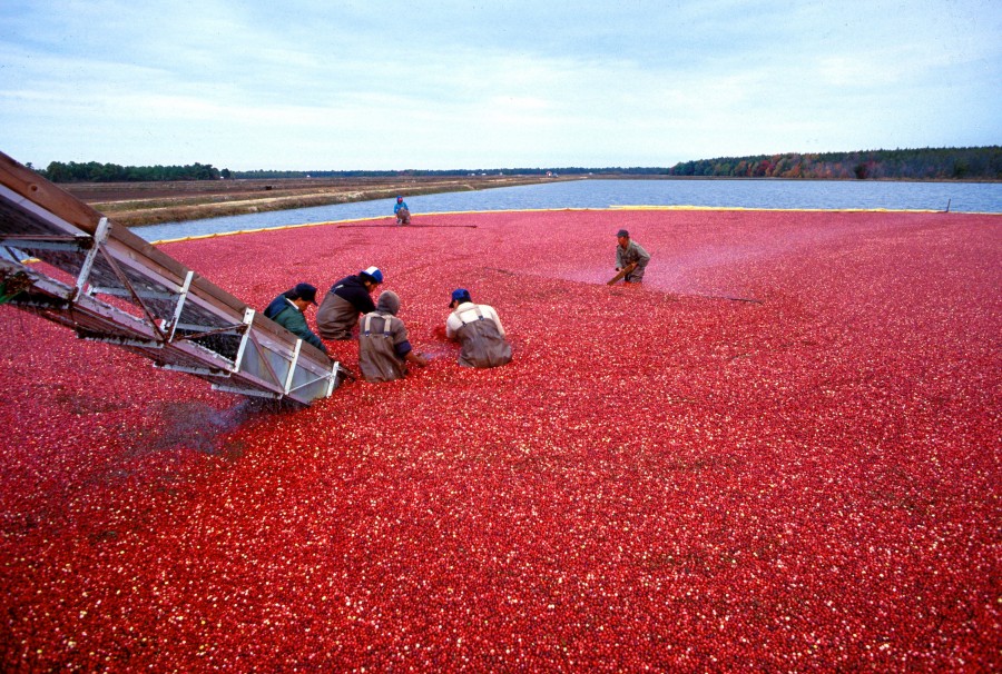 cultivo, plantacion, rio, agricultura, gente, trabajo, 