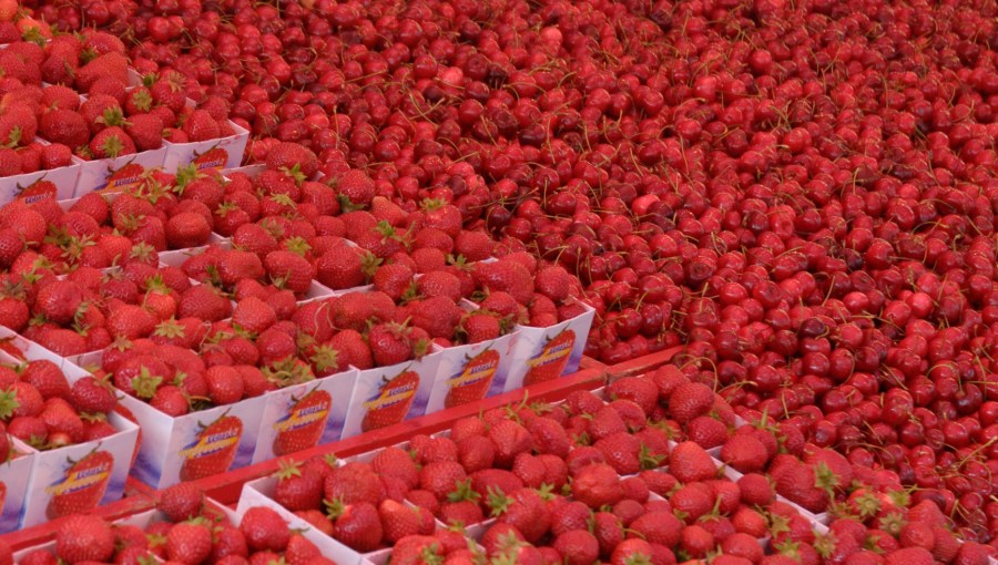 Estocolmo,Stockholm,Sweden,Svenska,Suecia,frutas,fruit,market,mercado,rojo,red,rot,cerezas,cherries,fresas,strawberries,frutas, fondo, background, 