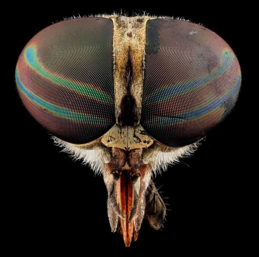 mosca, nadie, un animal, insecto, de cerca, un solo objeto, fotografía, muerto, horizontal, muerte, nivel de superficie, intruso, vulnerabilidad, aleta de mosca, enfoque diferencial, imagen en color, error, animales, foto de estudio, copia espacio, irritación , plástico, cuadrícula, matamoscas, corte, ninguna persona, insecticida, adentro, vaso para beber, recortado, transparente, al revés, mantel, atrapado, día, mesa, plaga de mosquitos, mango, matamoscas, rosa, macro, nuevo, asesino de moscas,mosca, insecto, macro, animal, mordedura, sangre, mosquito, naturaleza, chupar, primer plano, ojo, picazón, enfermedad, epidemia, plaga
