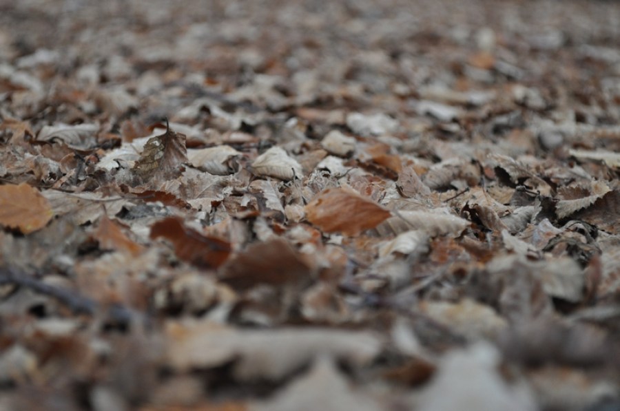 fondo, background, hoja, hojas, seco, secas, seca, otoño, marron, pila, exterior, jardin, 