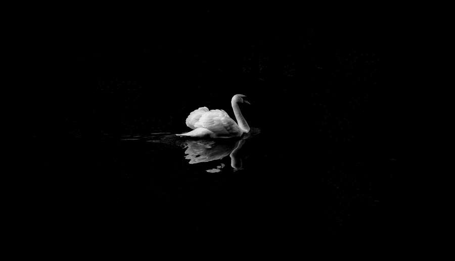 Animales, Blanco y negro, Cisne, Lago, Pájaro, Fondo de pantalla, Fondos de pantalla de animales, Fondos de animales, Negro, Fondos de pantalla hd