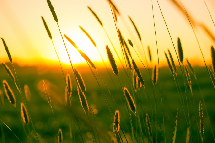 atardecer, campo, escena rural, paisaje, nadie, espiga, ocaso, puesta de sol, 