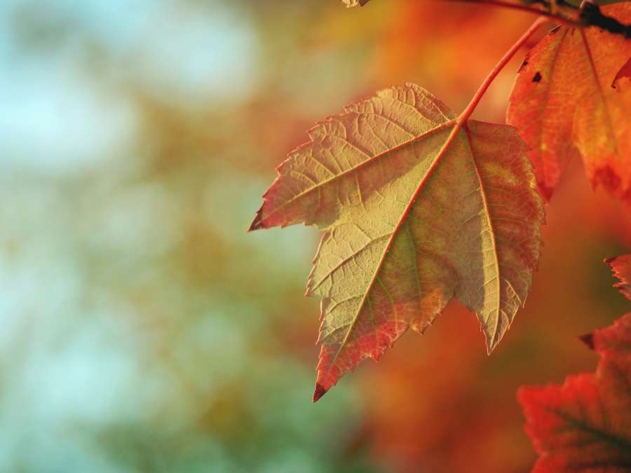 Otoño, Hoja, Naranja, Caída, Leafe, Colorido, Fondos de pantalla, Fondos de otoño, Fondos de otoño, Hojas, Otoñal, Abstracto, fondos de pantalla hd, fondos de pantalla 4k