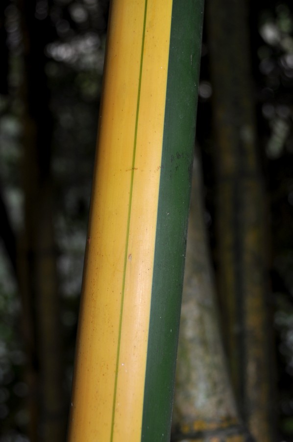 primer plano, naturaleza, bosque, selva, caña, bambú, bamboo, verde, amarillo, fuerte, madera, bambu, 