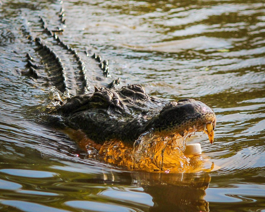 cocodrilo, reptil, rio, animales predador, peligro, naturaleza, 