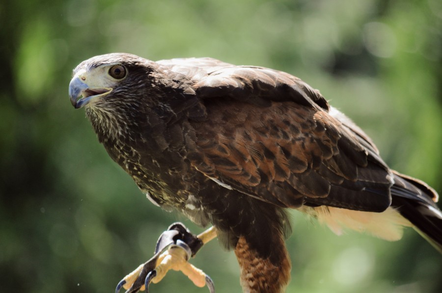ave, ave rapaz, cazador, águila, halcón, animal silvestre, naturaleza, vida silvestre, pleno vuelo, Parabuteo unicinctus, perfil, plumaje, garras, pico, alas, cetrería, bajo vuelo, busardo de Harris, peuco,  aguililla de Harris, gavilán mixto, gavilán acanelado, gavilán rabiblanco