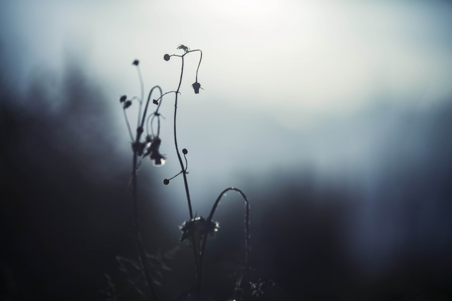 splitshire, bruma, niebla, planta, nadie, naturaleza, fondo, background, 