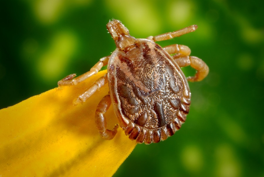 garrapata, insecto, primer plano, pequeño, invertebrado, naturaleza, 
