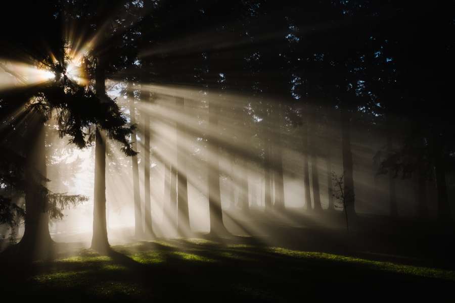 ligero, bosque, sol, brillante, fondo, niebla, naturaleza, fuego, vacaciones, luz solar, árbol, maderas, temporada, fuegos artificiales, noche