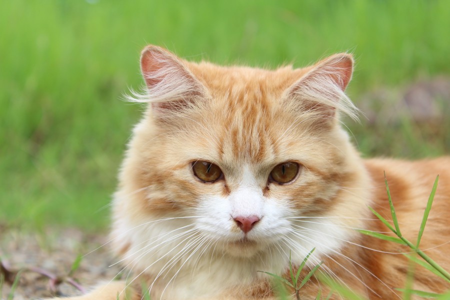 gatito, bebé de gato, animales jóvenes, agresivo, caza, gato, pieles, encantadora, animales, carnívoros, lindo, esponjoso, cabello, bebé, mamífero, pata, mascotas, juguetón, retrato, pura sangre, pequeños, curioso, querido , fotos gratis,  imágenes gratis, Gato doméstico, Cabeza de animales Retrato, Gato melado, Monada, Gatito, Animales, Fotografía, Mirando a la cámara, Animal doméstico, Animal joven, Color, Día, Horizontal, Interior, Mascota, Nadie, Ojo de Animales, Parte del cuerpo animales Temas de animales, Un animales adorable, tierno, mascota, peludo, melena, colores, pelos, rayas, felino, minino, micifuz, michino, madrileño, felido, gatuno