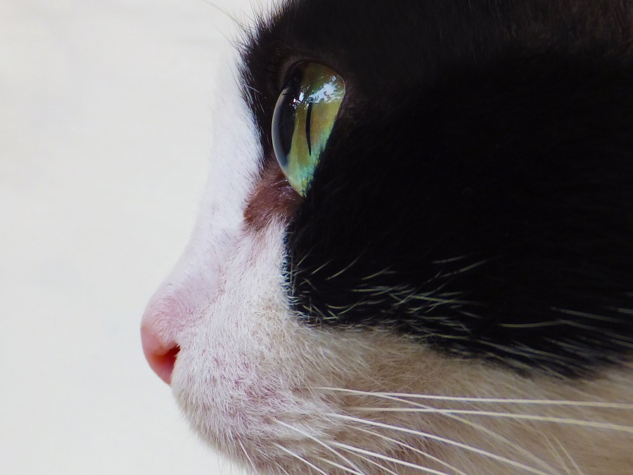 gatito, bebé de gato, animales jóvenes, agresivo, caza, gato, pieles, encantadora, animales, carnívoros, lindo, esponjoso, cabello, bebé, mamífero, pata, mascotas, juguetón, retrato, pura sangre, pequeños, curioso, querido , fotos gratis,  imágenes gratis, Gato doméstico, Cabeza de animales Retrato, Gato melado, Monada, Gatito, Animales, Fotografía, Mirando a la cámara, Animal doméstico, Animal joven, Color, Día, Horizontal, Interior, Mascota, Nadie, Ojo de Animales, Parte del cuerpo animales Temas de animales, Un animales adorable, tierno, mascota, peludo, melena, colores, pelos, rayas, felino, minino, micifuz, michino, madrileño, felido, gatuno