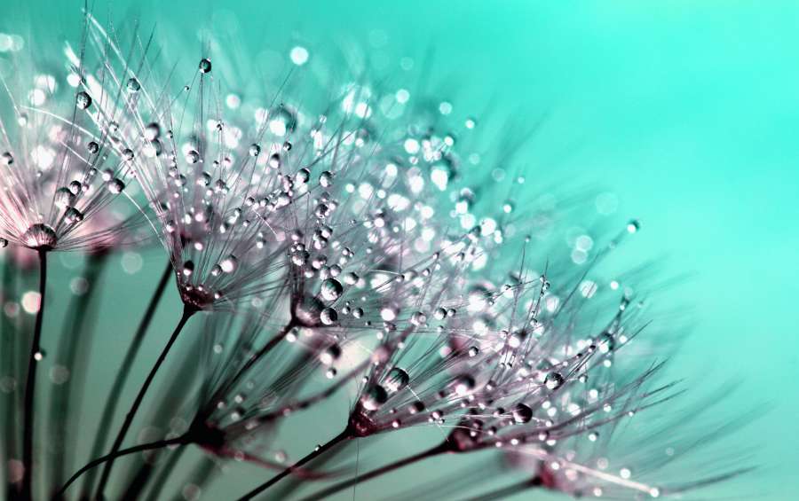 diente de león, semillas, flor, naturaleza, planta, verano, primavera, azul, belleza, maleza, hermosa, detalle, fragilidad, mullido, macro, primer plano, fresco, delicado, flora, fondos de pantalla 4k 